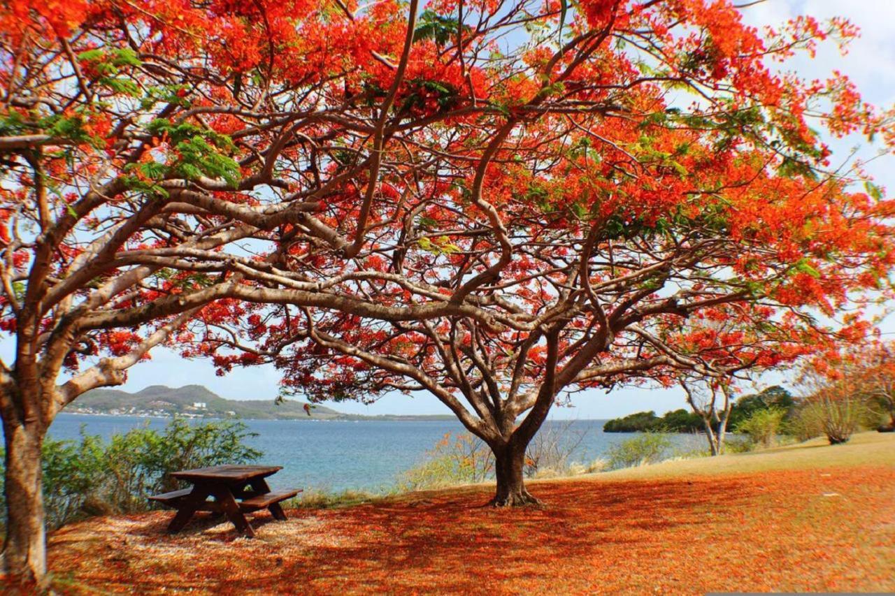 Imagine972 Martinique Bateau Hotel A Quai Le Marin 3 Cabines 3 Salles De Bains 6 Pers Maxi Esterno foto